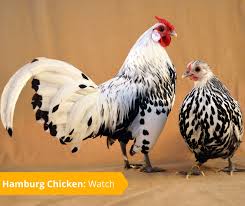 Weighing about 4 pounds on average and laying almost 200 eggs per year, a hamburg hen is pound for pound one of the most productive breeds of chicken. The Livestock Conservancy Hamburg Chickens Are Prolific Egg Layers Their True Gift Is Not Merely In The Number Of Eggs Per Year But In Continued Laying Of A Large Number Of