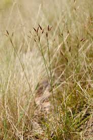 Image result for Bulbostylis schoenoides