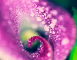 Free high resolution images water drops, flowers, nature, waterdrops. Join The Water Drops On Flowers Photo Contest And Win 1 110 Cash Prize Viewbug Com