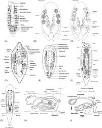 Image result for Trema sp A