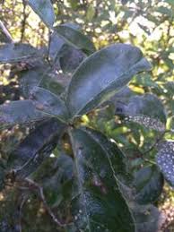 Image result for Hippocratea parviflora