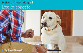 Dogs are three times as likely to get breast cancer than people. 10 Signs Of Cancer In Dogs