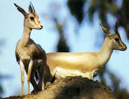 نتيجة بحث الصور عن صور غزلان Animals Social Activities Kangaroo