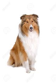 Rough Collie Schots Schotse Shepherd Lassie Gea Soleerd Op Een Witte Achtergrond Royalty Vrije Foto Plaatjes Beelden En Stock Fotografie Image 7120590