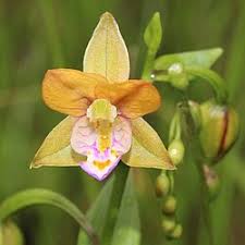 Image result for Epipactis africana