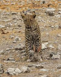 Leopard documentary roblox testing a. Photographer Of The Year 2021 Weekly Selection Week 2 Africa Geographic