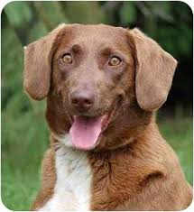 Welshies are only moderate shedders, so fur cleanup is minimal. Mora Mn English Springer Spaniel Meet Ginger A Pet For Adoption