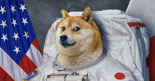 Dogecoin didn't quite see the bump its believers expected after 'dogecoin ceo' elon musk spoke about the memecoin on national television back in may. Elon Musk Tweets In Support Of Dogecoin After Price Grows 420 In A Day Benzinga