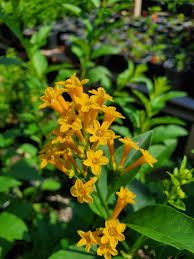 Image result for Cestrum nocturnum