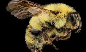 Unlike honey bees and other stinging pests, bumble bees tend to create smaller nests and many of them will build the nests underground. Bumble Bee Chesapeake Bay Program