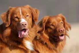 Image result for nova scotia duck tolling retrívr