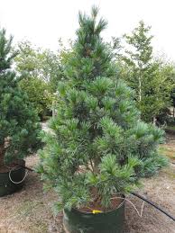 We did not find results for: Pinus Flexilis Vanderwolf S Pyramid Plants Tree Pyramids