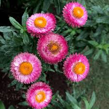 Image result for Helichrysum brassii