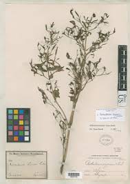 Image result for Anisosepalum alboviolaceum