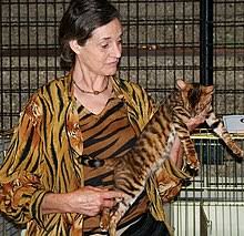 We did not find results for: Toyger Wikipedia