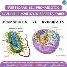 Sel eukariotik memiliki nukleus sejati yang dibungkus oleh selubung nukleus. Perbedaan Sel Prokariotik Dan Sel Eukariotik Beserta Tabel