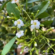 Image result for Barleria boehmii