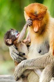 Island Of Borneo Art Fine Art America Proboscis Monkey Animals Beautiful Primates