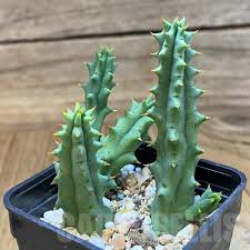 Image result for Huernia