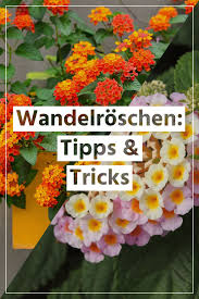 Das Farbkraftige Wandelroschen Ein Favorit Der Bienen In 2020 Bienenfreundliche Balkonpflanzen Wandelroschen Pflanzen