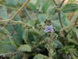 Image result for Cynoglossum lanceolatum