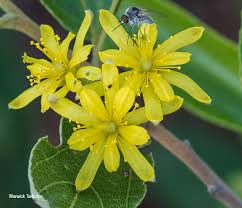 Image result for Grewia forbesii