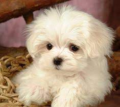 maltese maltese terrier dog puppy pictures and wallpapers new dog funny pet maltese maltese terrier do malta kopegi sevimli kopek yavrulari yavru kopek