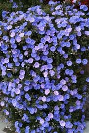 Image result for Convolvulus
