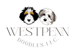 Westpenn Doodles LLC | Aussie Mountain Doodles, Aussiedoodles and  Bernedoodles