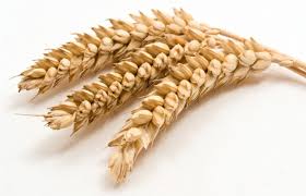 5 Semaines Sans Gluten C Bon Pour Moi