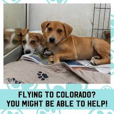 Our rescue dogs cats and other pets are looking for homes. Looking For Flight Angels Headed To Denver Colorado Amigos De Los Animales Puerto Ricoamigos De Los Animales Puerto Rico
