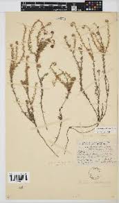 Image result for Monosis conferta