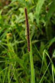 Image result for Setaria sphacelata