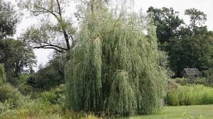 Maybe you would like to learn more about one of these? 12 Common Species Of Willow Trees And Shrubs