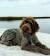 German Wire Pointer