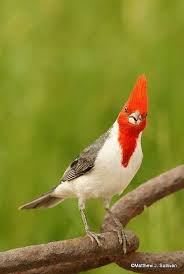 Guzel Bir Kus Beautiful Birds Colorful Birds Pet Birds