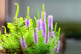 Image result for Pogostemon rogersii