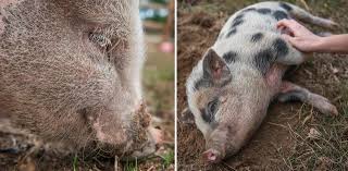 Dans le cochon, tout est bon. Dans Le Perche Stop Aux Cliches Le Cochon A Tout Bon Le Perche