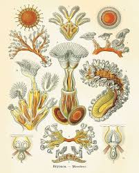 Pin On Fruits De Mer
