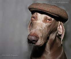 Mr Flat Cap Weimaraner Wearing A Hunting Cap Really Cute Puppies Weimaraner Puppies Dog Day Afternoon