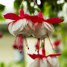 We did not find results for: 20 Best Patio Plants Lush Plants For Decks And Patios