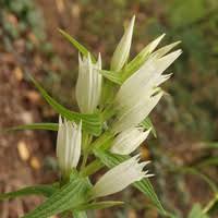 Image result for Gentiana asclepiadea alba