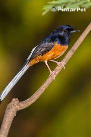 Ini Dia Ciri Ciri Murai Batu Stres Penyebab Dan Cara Mengatasinya In 2021 Stres