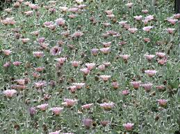 Image result for Argyrolobium tomentosum