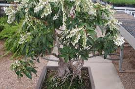 Image result for Pieris japonský obrázek