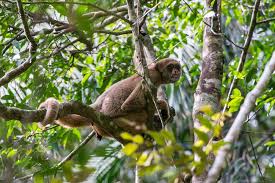 Image result for Micractis bojeri