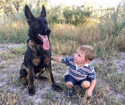We specialize in dogs from holland with knpv titles for both our adults to sell and to serve as breeders in our kennel. German Shepherd Puppies For Sale Colorado