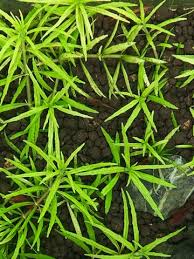 Image result for Scrophulariaceae