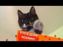 kto v dome hozyain kak podruzhit kotenka i psa slishkom laskovye koty i vse o karakalah youtube karakal kot zhivotnye