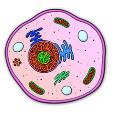 Examining plant cells under the microscope. 9 Best Animal Cell Drawing Ideas Animal Cell Drawing Animal Cell Science Drawing
